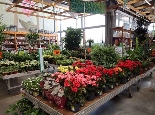 Amenajarea grădinii de la A la Z: 35% din vânzările anuale ale HORNBACH la categoria grădină sunt realizate primăvara (P)