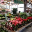 Amenajarea grădinii de la A la Z: 35% din vânzările anuale ale HORNBACH la categoria grădină sunt realizate primăvara (P)